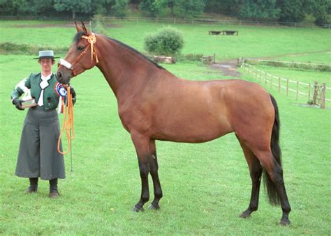 fusan horse festival